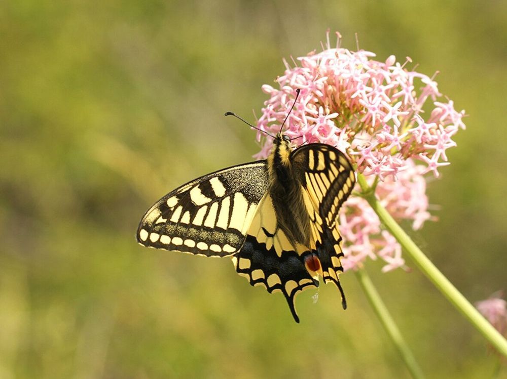 Graphical abstract of: Whole-genome data shed light on speciation and within-species differentiation of the Papilio machaon complex around the Mediterranean Basin