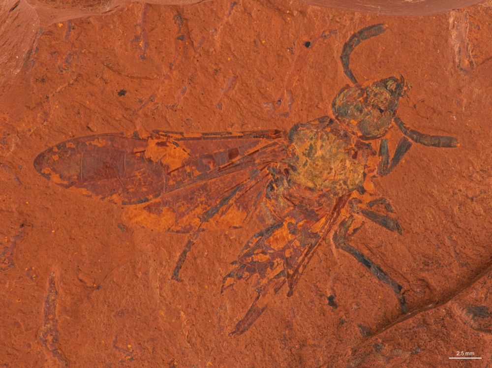 Fossil of a Miocene Period sawfly. Photo credit: copyright Michael Frese, University of Canberra.