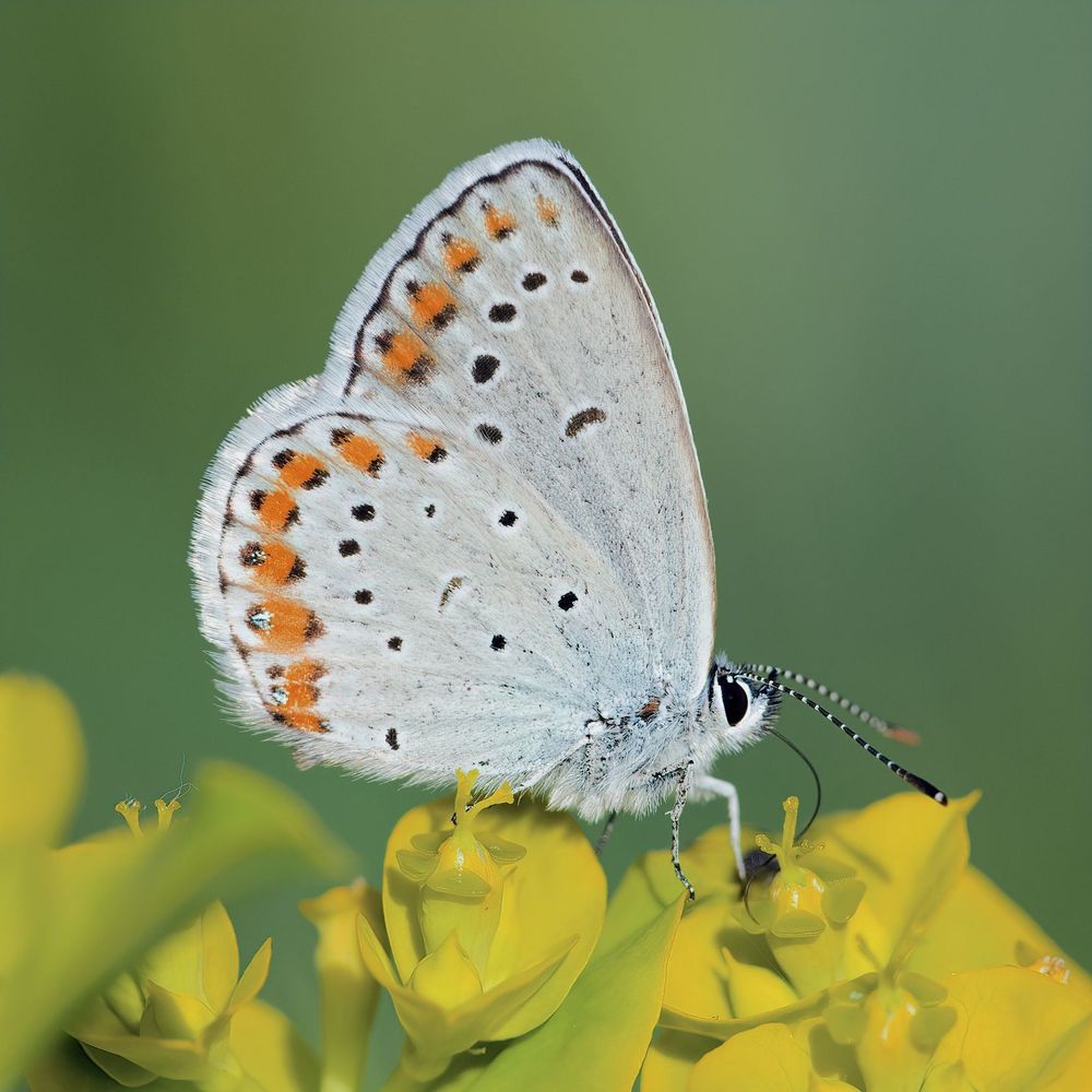 Plebejus argyrognomon (credit: Vlad Dincă)