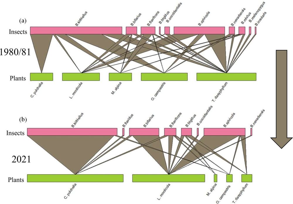 Graphical abstract of: Changes in a bumblebee alpine pollinator network over 40 years