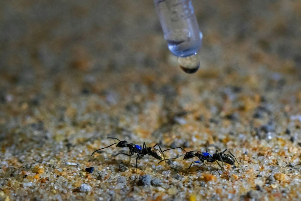 Graphical abstract of: 
Running in the rain: Impact of water droplets on tandem running recruitment in a tropical ant