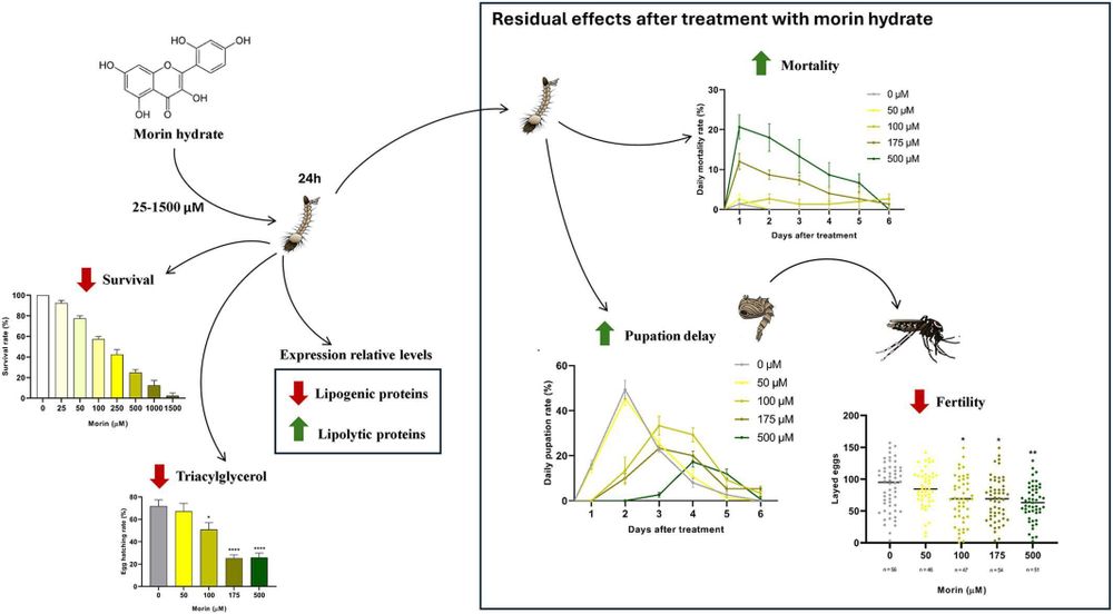 Graphical abstract of: Morin hydrate reduces survival and fertility, delays development and weakens lipid reserves in Aedes aegypti
