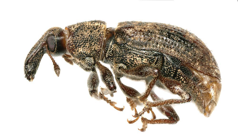Adult carrot weevil, Listronotus oregonensis (credit: Annie-Ève Gagnon, Agriculture and Agri-Food Canada).