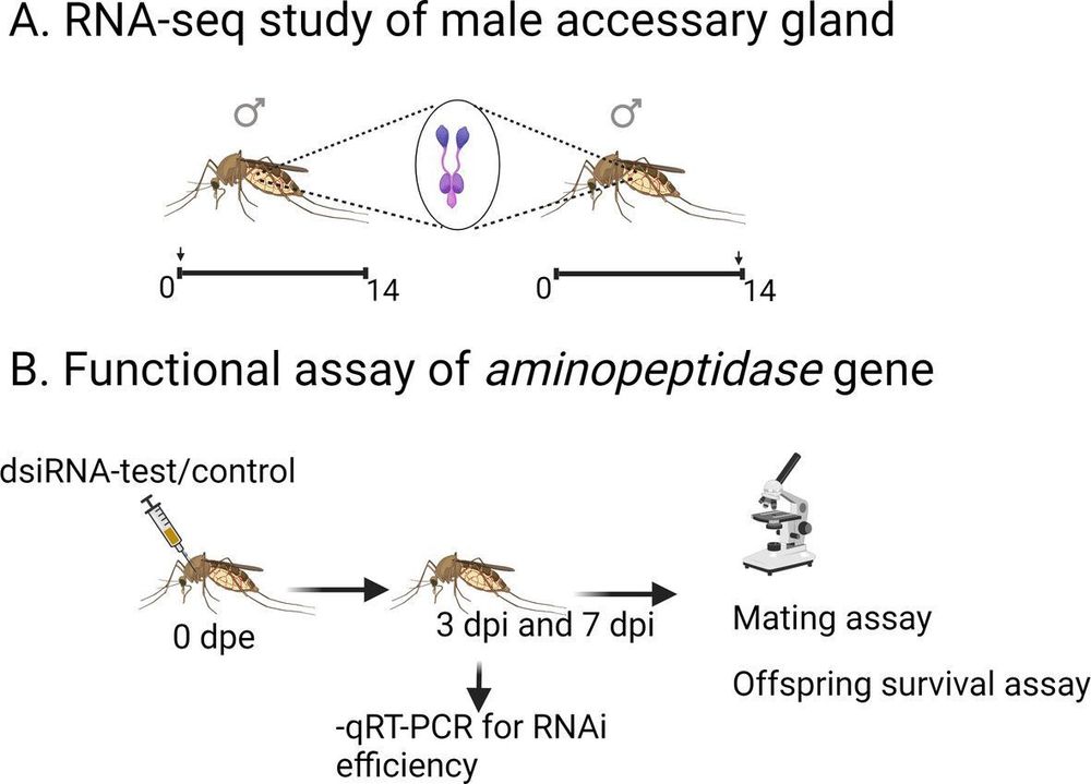 Graphical abstract of: A knockdown in the expression of a male-specific aminopeptidase impedes the male reproductive success of the mosquito Culex pipiens