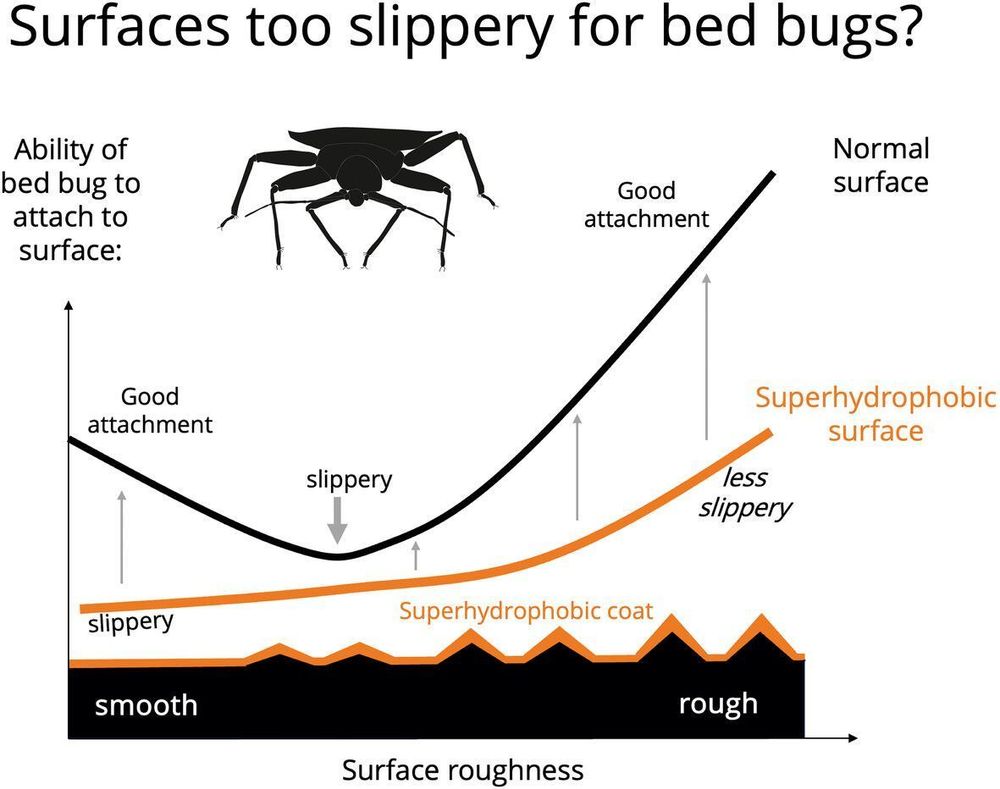 Graphical abstract of: Surface wettability affects attachment of male bed bugs Cimex lectularius to rough Perspex substrates