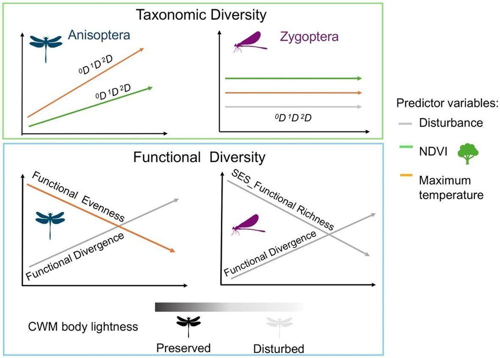 Graphical abstract of:
Thriving in the heat: How high temperatures and habitat disturbance shape odonate taxonomic and functional diversity in the tropics