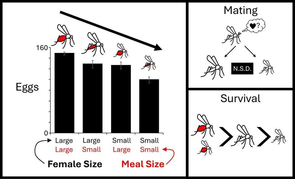 Graphical abstract of: The effect of size on mate selection, fecundity and survival in Culex pipiens mosquitoes