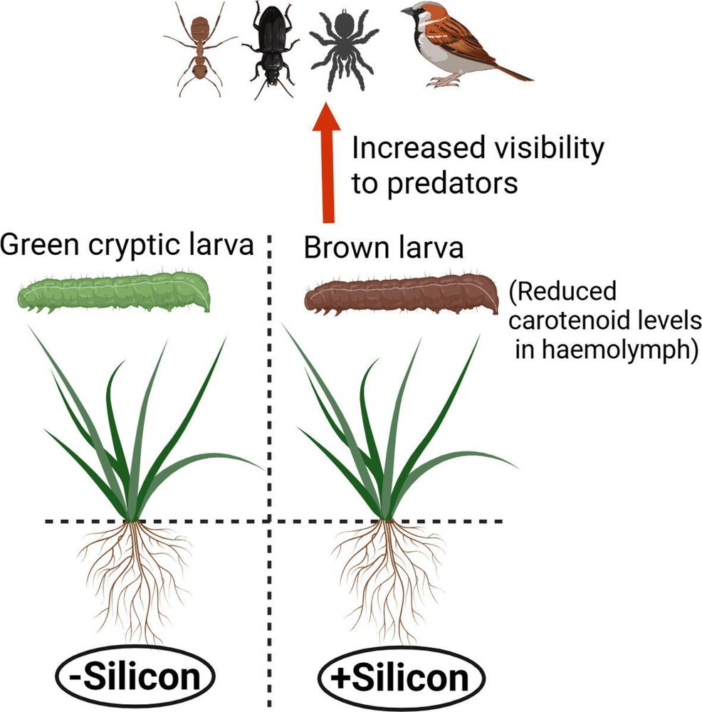 Graphical abstract of: Plant silicon defence disrupts cryptic colouration in an insect herbivore by restricting carotenoid sequestration into the haemolymph
