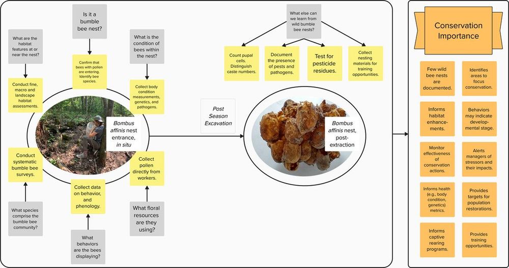 Graphical abstract of: Answering key bumble bee conservation questions by studying discovered wild nests - A Bombus affinis case study