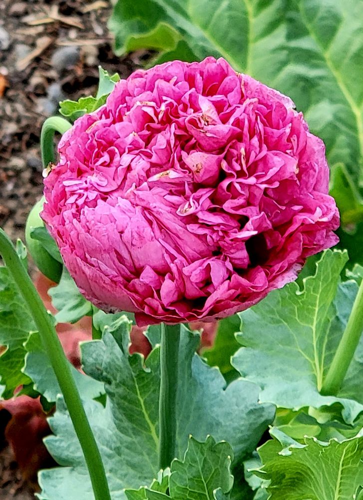 Close up of a Pink opium poppy