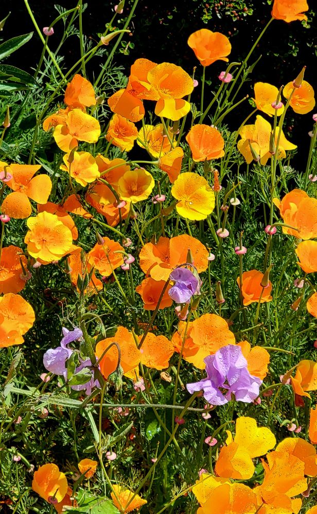 Sweet peas among poppies