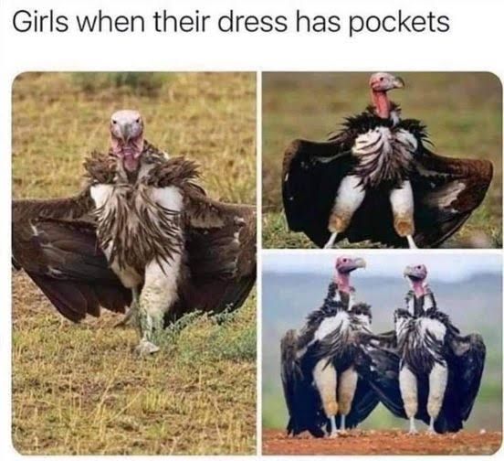 Photo collage of vultures standing on the ground with their wings spread low. Labeled "Girls when their dress has pockets"