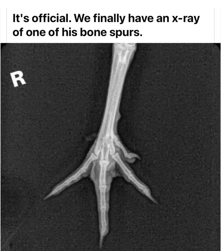 Comment image