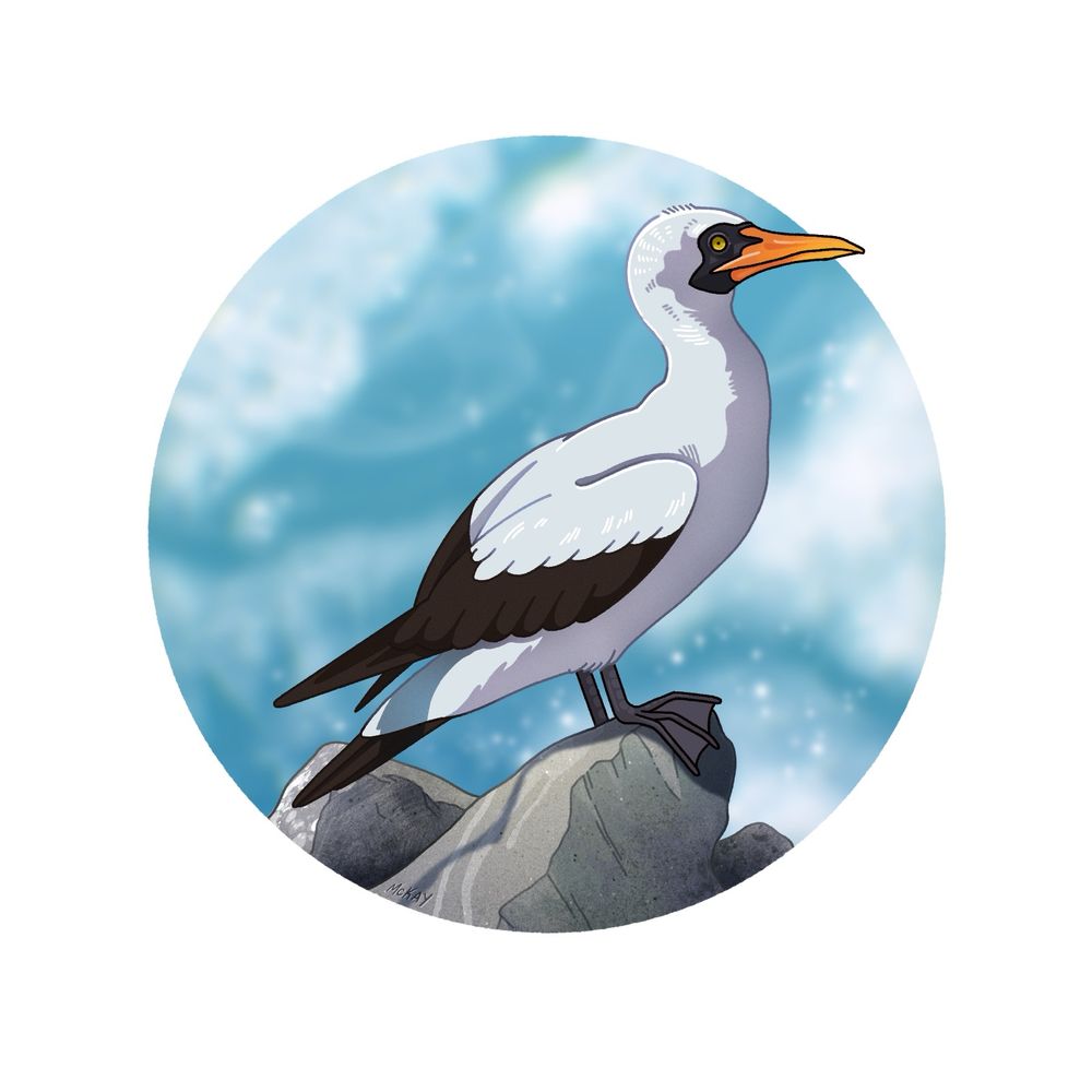 Digital painting of crashing ocean eaves with rocks in the foreground. On the rocks is perched a masked booby, a large white bird with a sleek silhouette and black wings and tail, and a pointed yellow beak with a black mask around its eyes. 