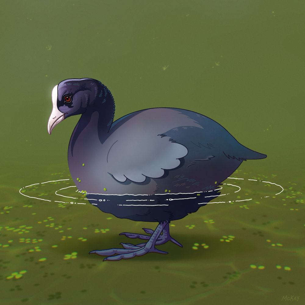 A digital painting of a chicken sized round bird with a knobby white beak and dark gray feathers wading in green marsh water, ringed by gentle ripples and dotted with green duckweed