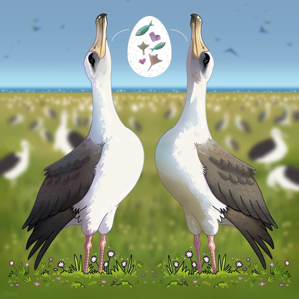 A digital painting of two large white albatross with grey eyes and dark wings, facing each other and looking to the sky, with green grass, flowers, and other birds out of focus in the background. 
