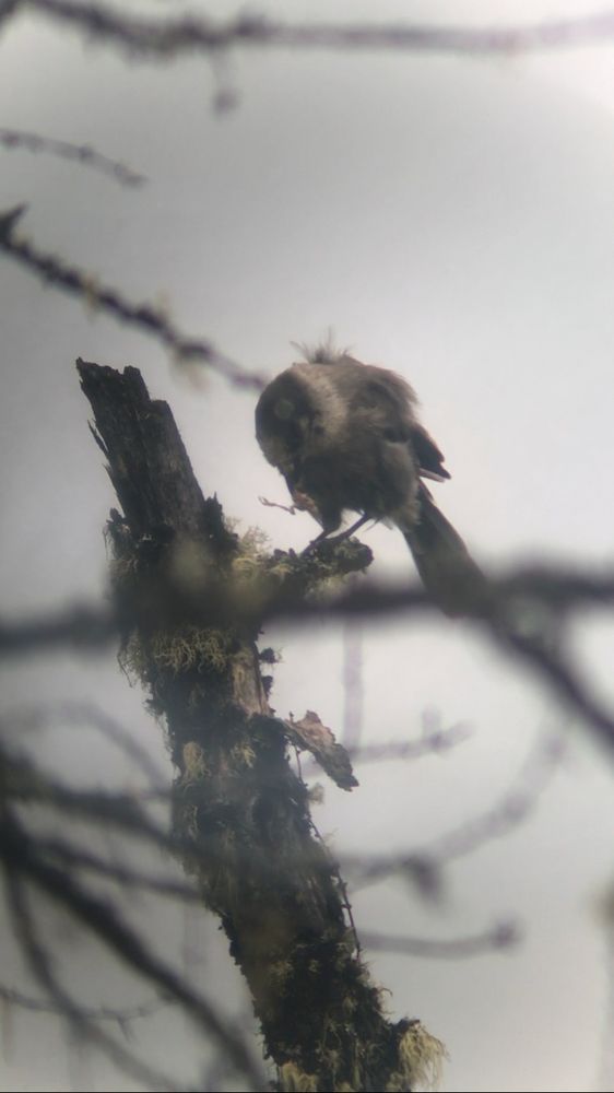 same bird looking down holding a dismembered passerine’s leg 