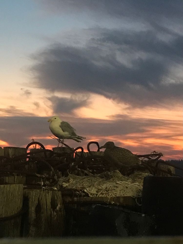 same Glaucous-winged gull chick and parent on the nest made of mops w sunrise behind them. Hardly any down left on the chick