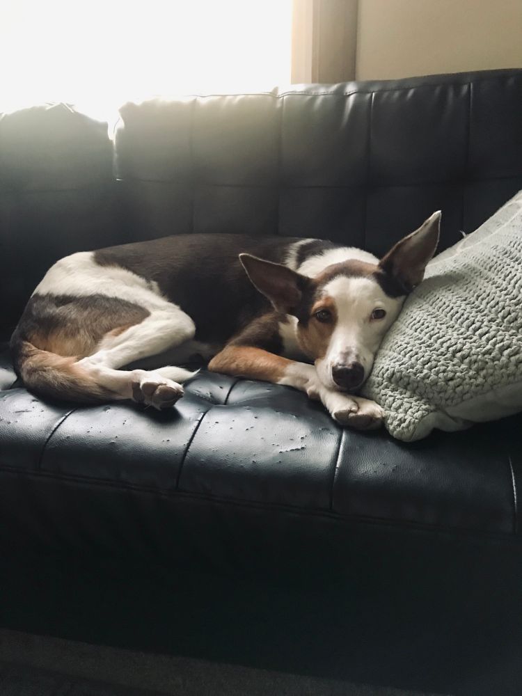 brown and white dog laying on a couch using a pillow 