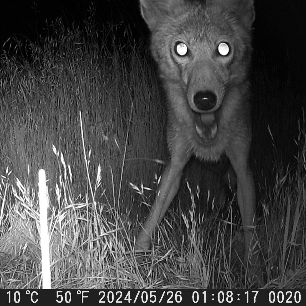game camera photo of a coyote at night looking very surprised 