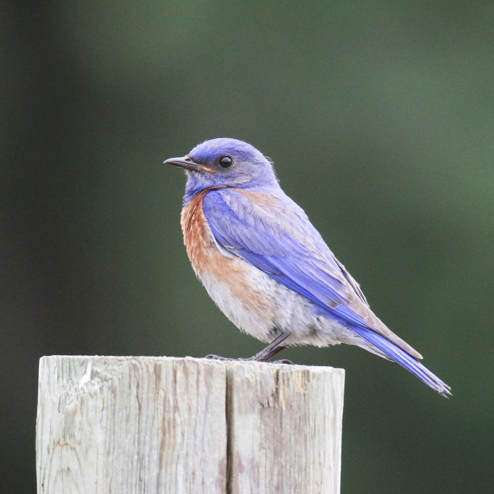 male western bluebird perched on a fence post. Bluebirds are thrushes and thus shaped similar to the more common American Robin but have a lovely blue color on their back and a reddish brown breast similar to robins. 
