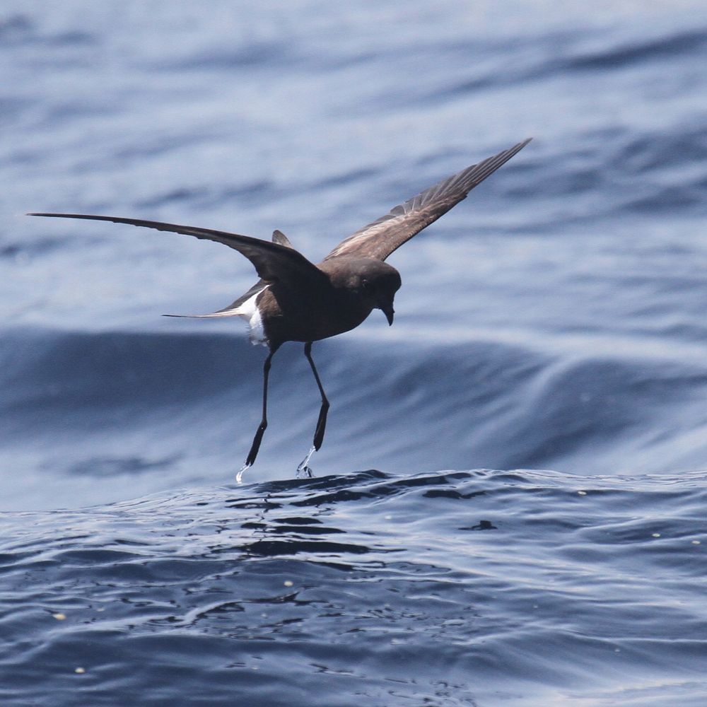 Small black storm-petrel lifts off the surface of the ocean w drops coming from their feet 
