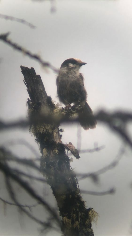 wîskicâk gray jay perched on a branch on a rainy day. plumage is wet and they look dramatically to the right 