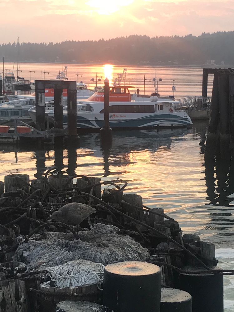mop gull at sunrise 