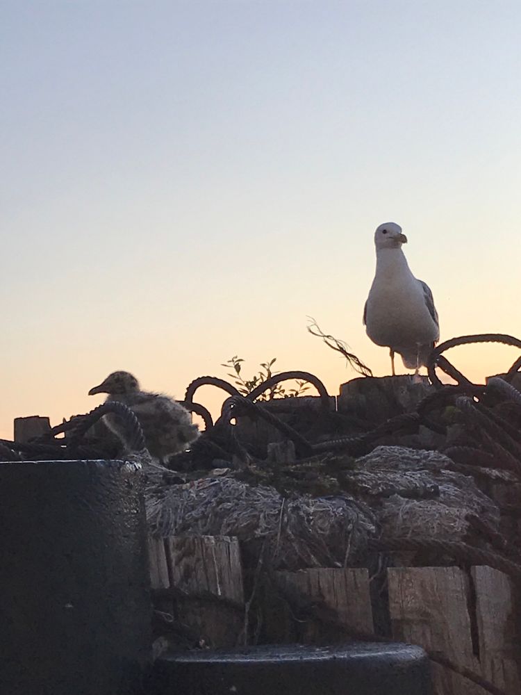 baby gull w parent in background in dawn light. 