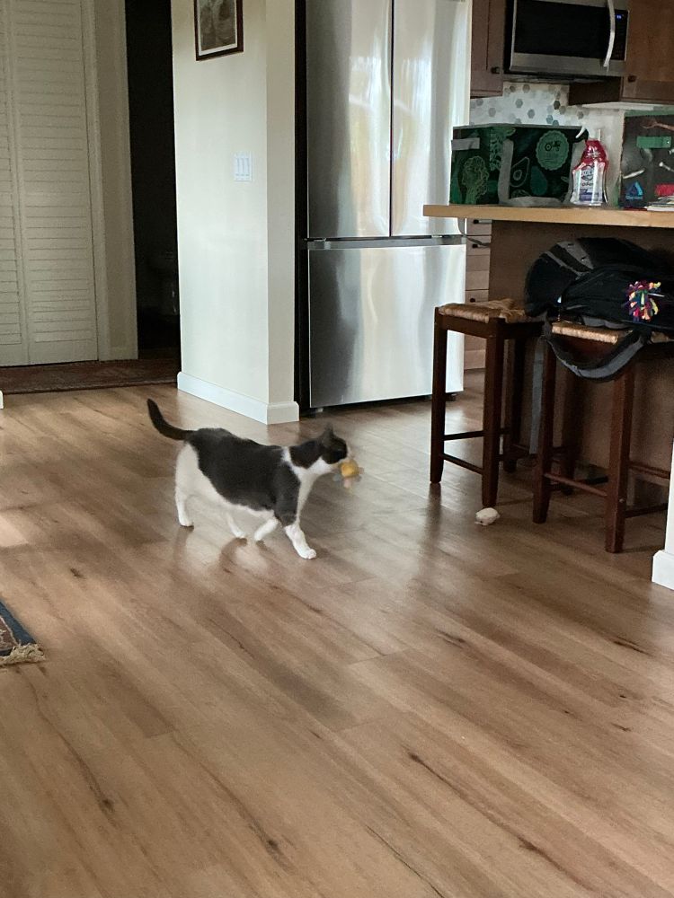 A gray & white cat carries a yellow octopus toy in her mouth