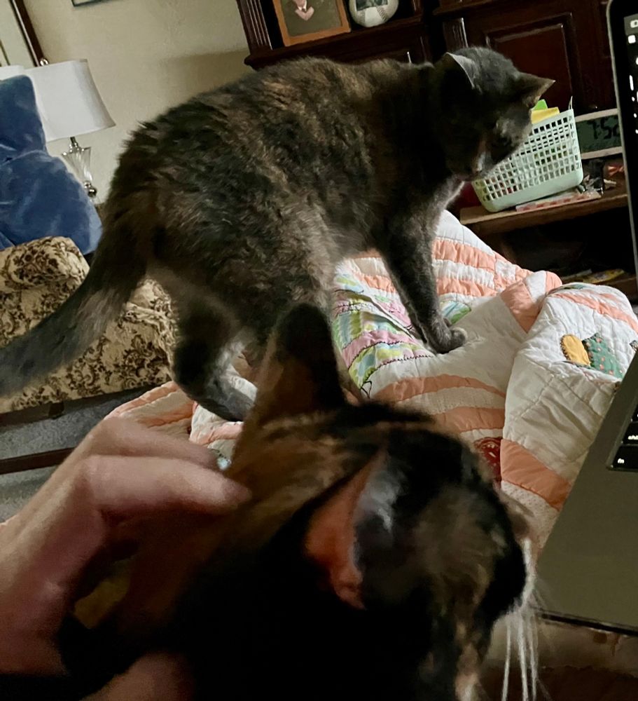A gray tortie stands on a quilt covering my legs looking at my hand petting the calico who got to my lap first. 

A laptop on the side suggests I should be writing, but cats!