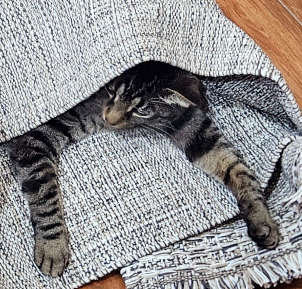 A tabby cat partially visible inside a tangled up table runner.