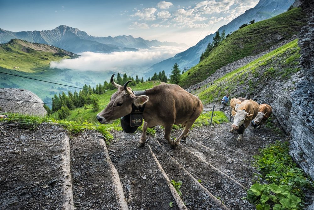 Alpaufzug bei Adelboden (Bild: Switzerland Tourism / Martin Maegli)