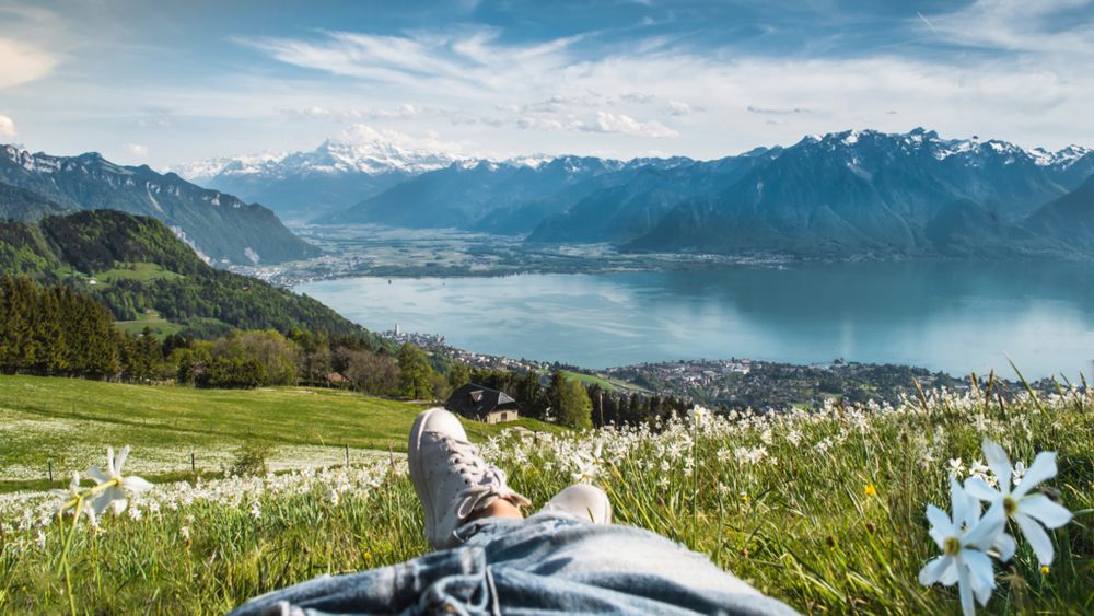 Narzissenfeld mit Blick auf den Genfersee, Les Pléiades (Bild: OTV / Maude Rion)