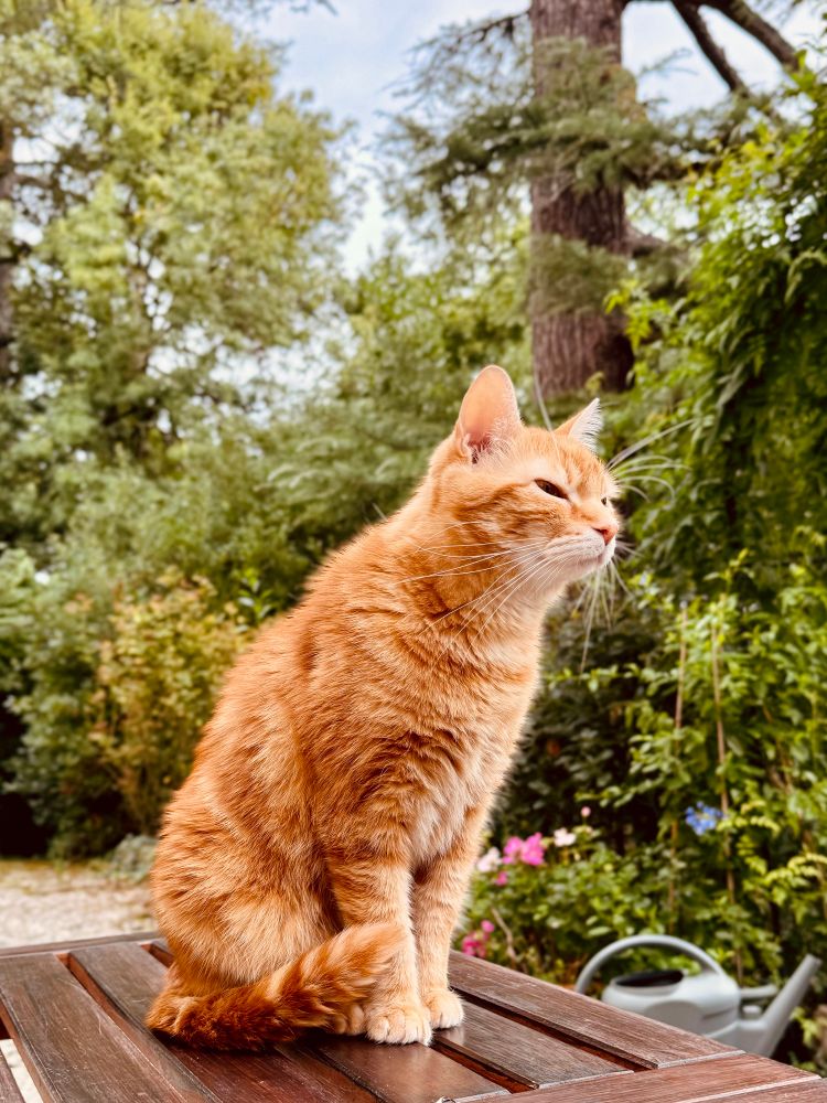 The marmalade menace—aka CrimesCat—is an orange cat sitting neatly on a wooden table outside. There is lush greenery in the background. His face has an expression of deep satisfaction. 