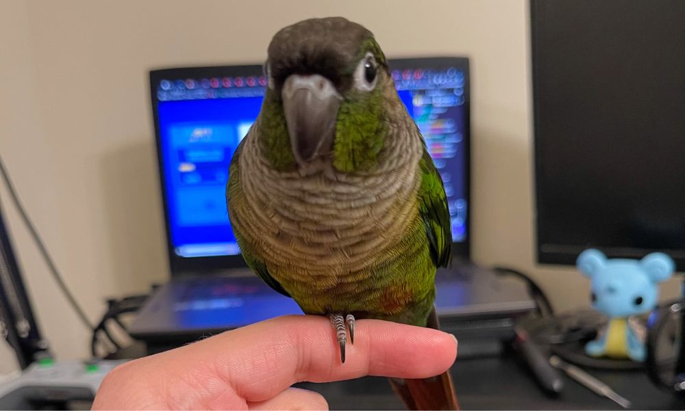 My pet Green Cheek Conure, Curie, perched on my finger. She is in front of my old computer, while a Lapras peaks in from the right side. 