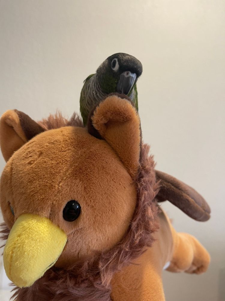 A brown, fuzzy Gryphon Plushie from Corviforms on BlueSky. A green cheek conure is perched on the plushie’s head, behind its ear. 