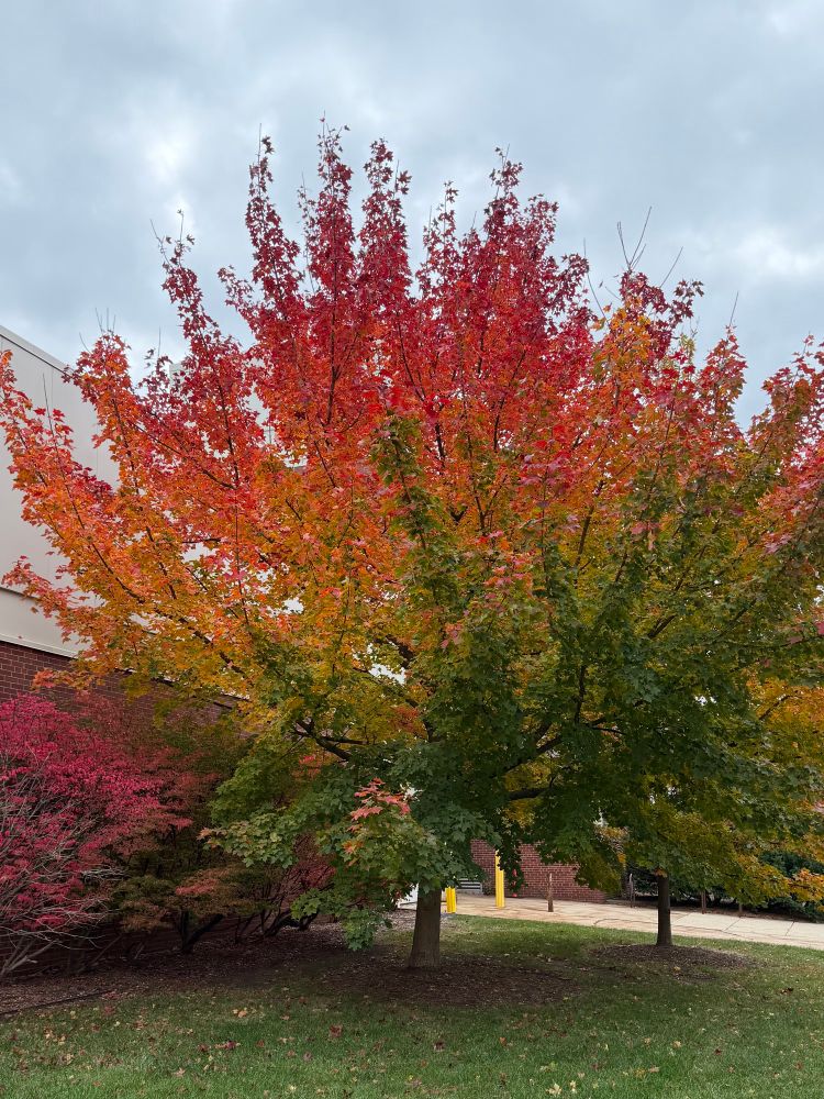 A colorful tree showing a spectrum of beautiful colors. 

Autumn burst

Ann Arbor, MI