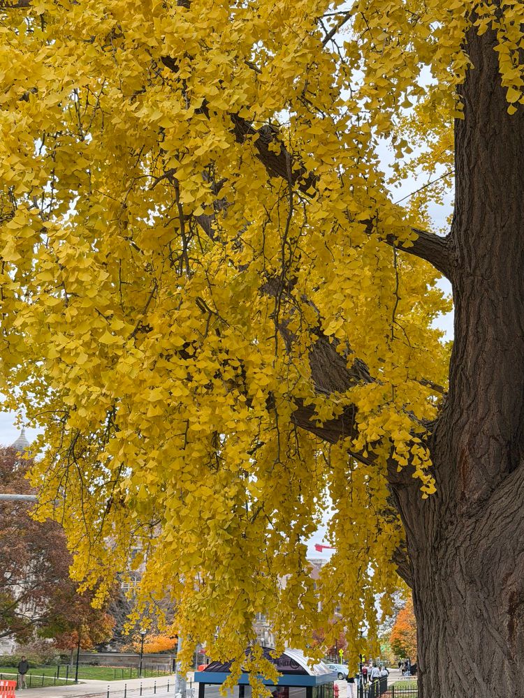 Gingko Tree

Ann Arbor, MI

This tree is located on the campus of University of Michigan 