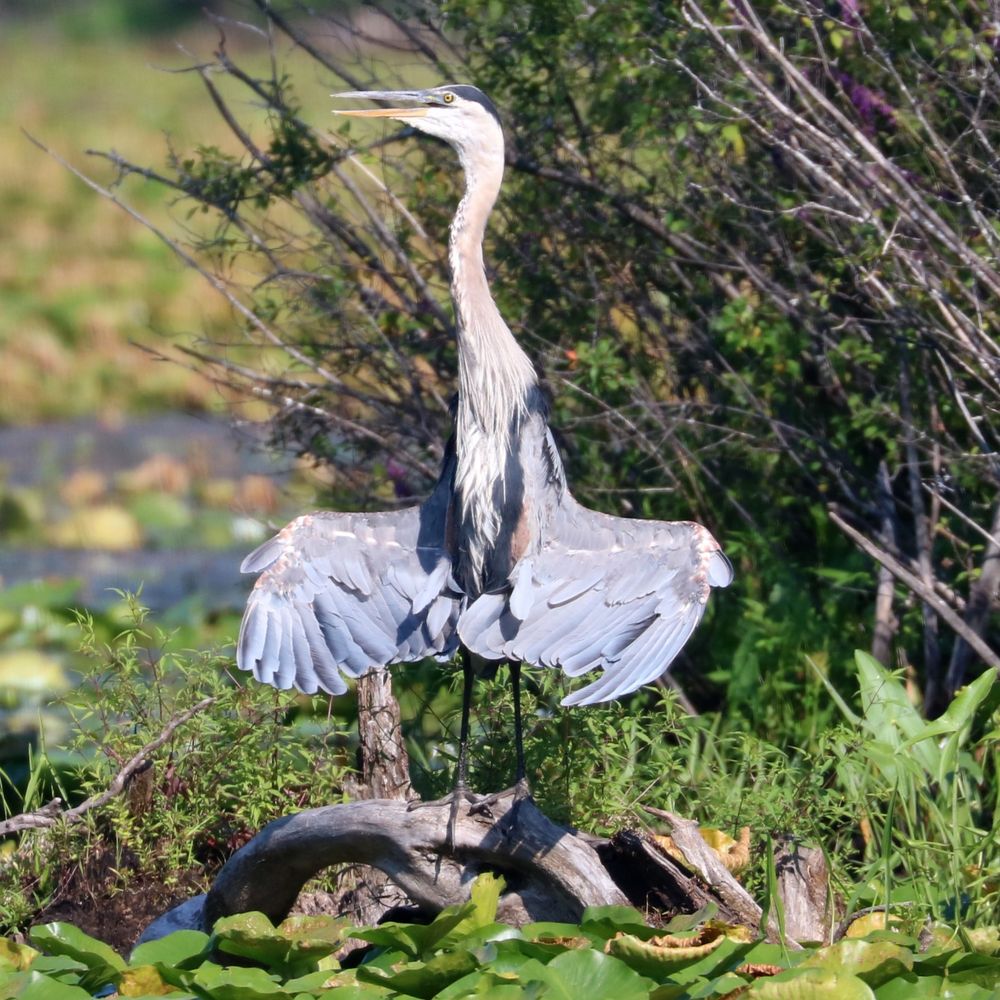A great blue heron standing in driftwood in a lily pad covered lake, neck extended, beak open, wings spread to the sides, very amusing