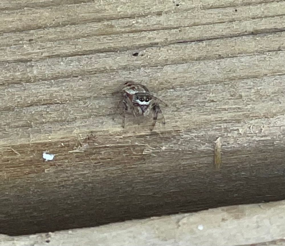 A super cute jumping spider looking up at you from a picnic table 