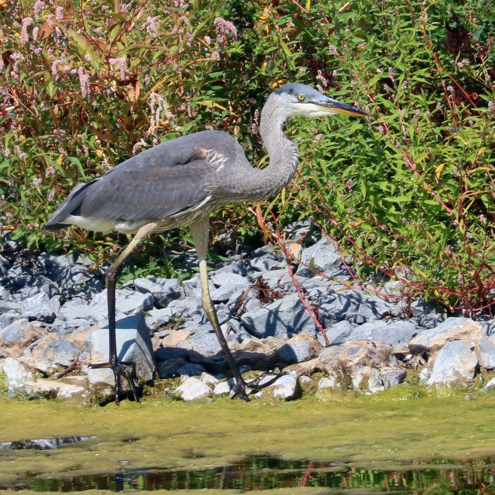 Juvenile heron is stalking the rocky shore of a pond with bushes behind him. 