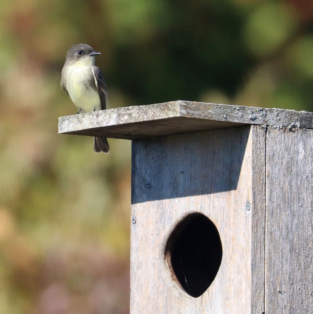 Eastern Phoebe on a birdhouse box. The bird is just super cute