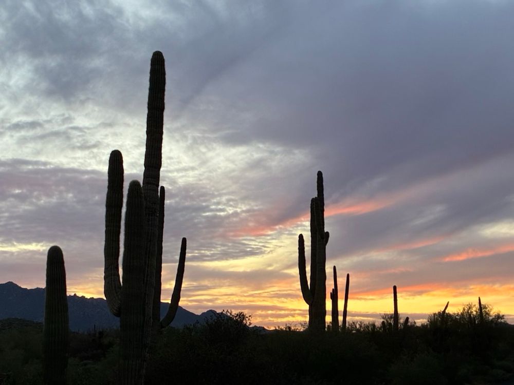 Saguaro cactuses silhouetted against a streaky sunset of yellow, pinks, and lavenders 