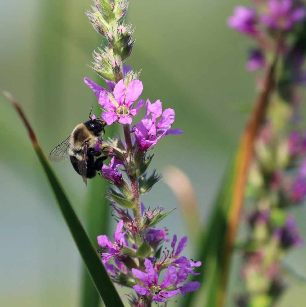A native bee (more bumble and less honey) on a magenta-purple swamp flower.