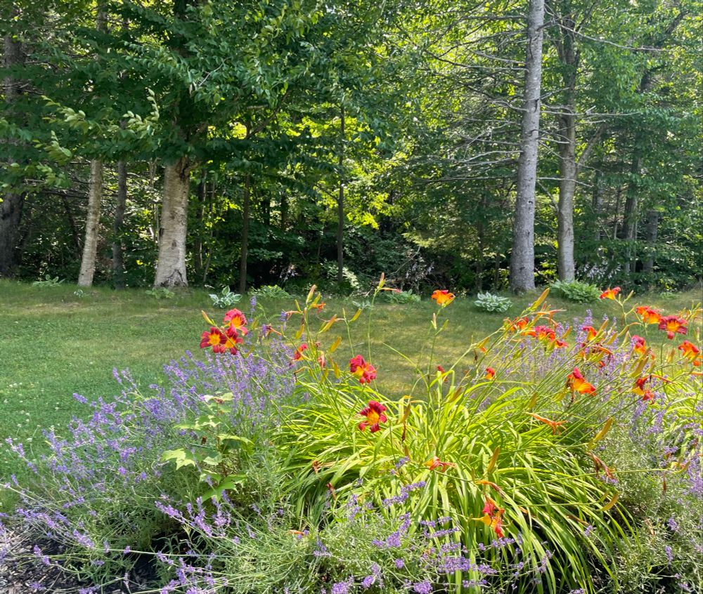 Lavender and lilies in the foreground, mixed evergreens and deciduous trees in the background that border a babbling brook. 
