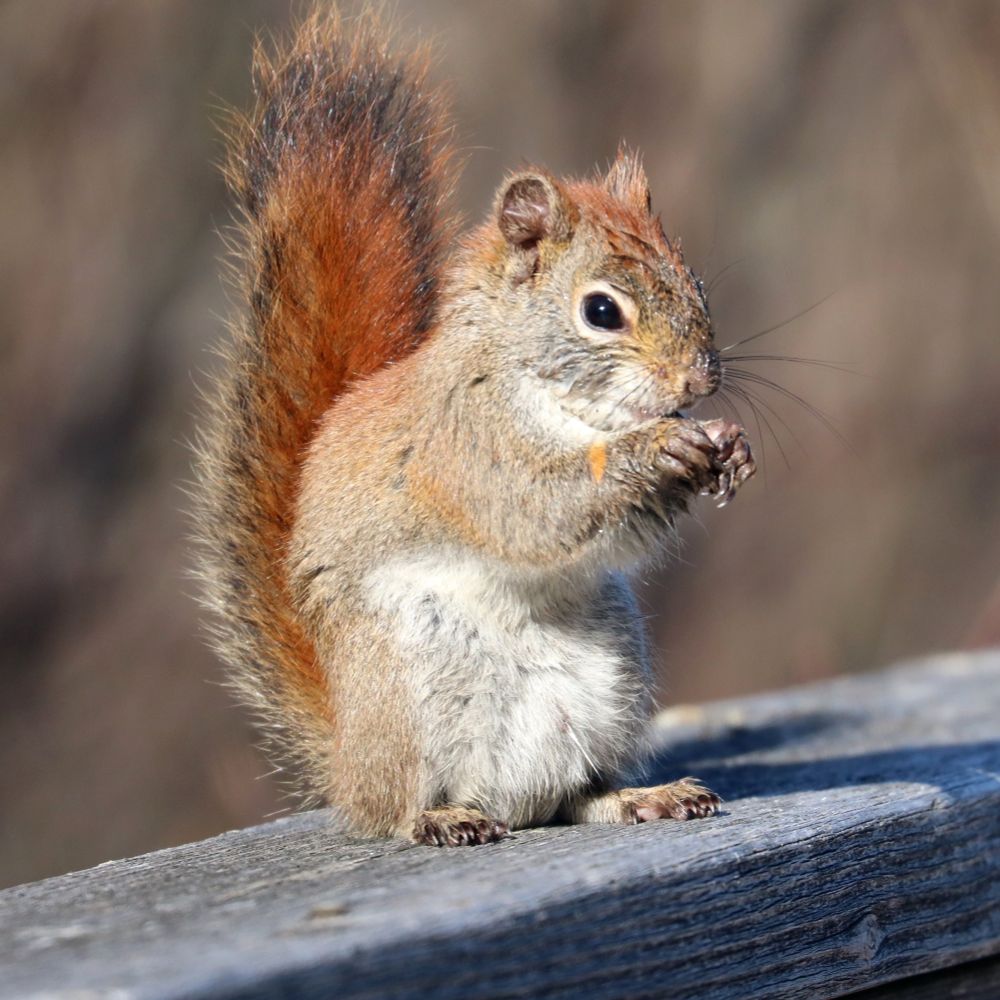 A rather wet, bedraggled red squirrel pauses on a railing to snack uponst a seed.