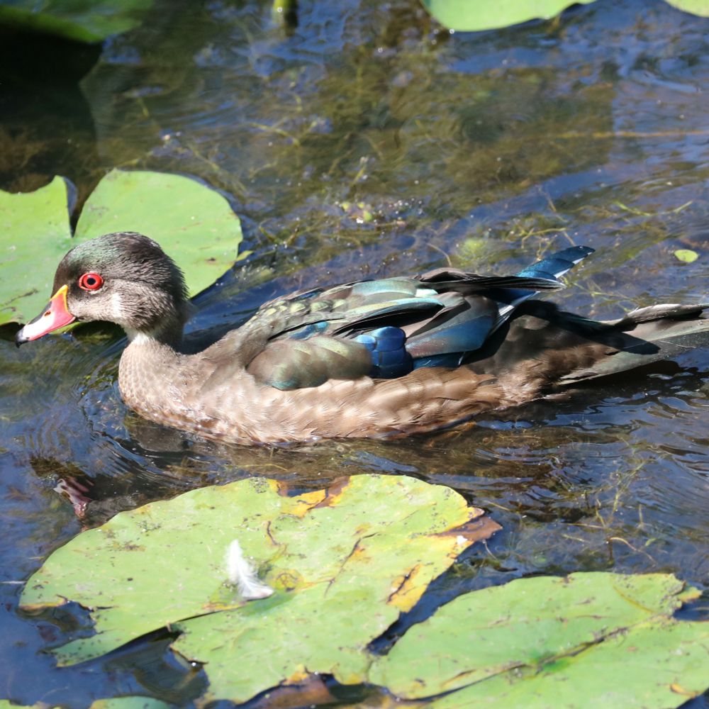 This is, as far as I know, an immature male wood duck in the lake. RED EYES, and the rest of the glorious plumage that we’ll see later isn’t there yet.