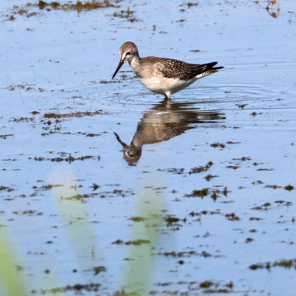 A greater of lesser yellowlegs—a shorebird with black and white spotted wings and a long black beak—searches for food in the marsh near Petrie Island.