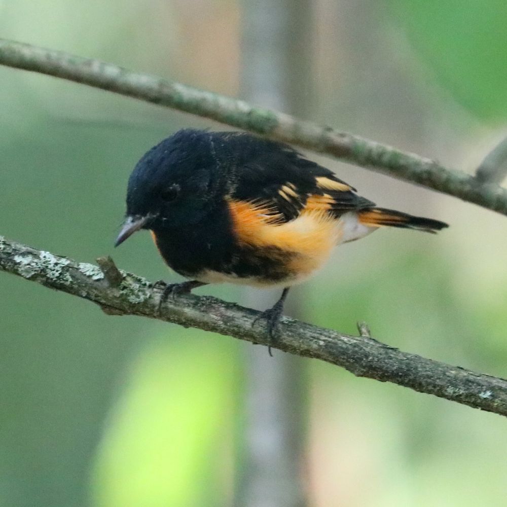 A lil American redstart on a twig, searching for delicious bugs. Black bird with orange and yellow down low and also among the wing feathers.